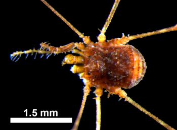 Media type: image; Invertebrate Zoology 131275
